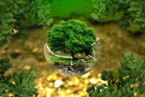 Terre, arbre, démarche écologique, environnement